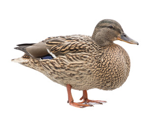 standing duck bird isolated on white