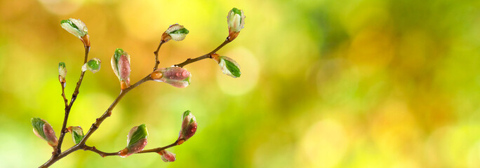 isolated image of buds on a tree branch against the sky