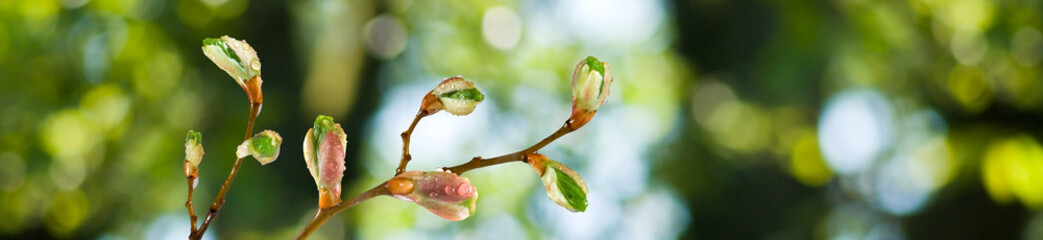 isolated image of buds on a tree branch against the sky