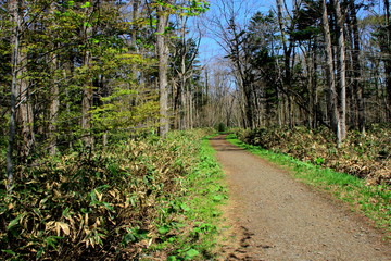 札幌、野幌森林公園の散歩道の風景