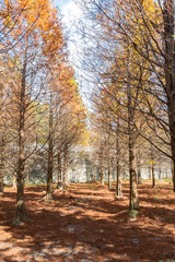 Taxodium distichum in fall color with red with orange leaves