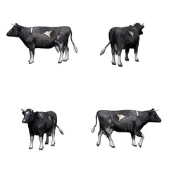Set of black white cow - isolated on white background
