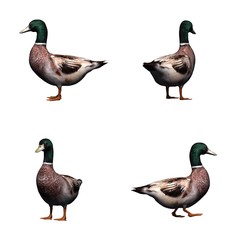 Set of duck male - isolated on white background