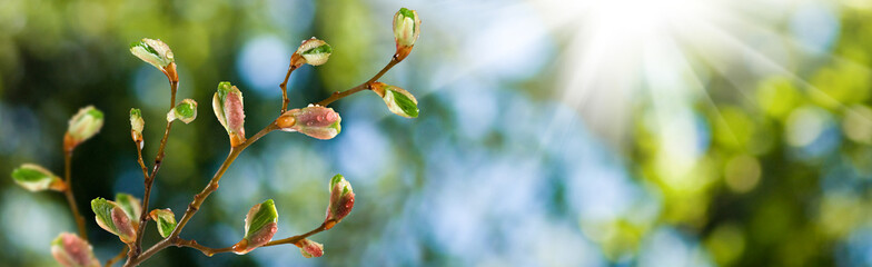 isolated image of buds on a tree branch against the sky