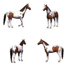 Set of horse - isolated on white background