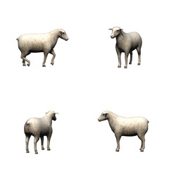 Fototapeta premium Set of sheep - isolated on white background