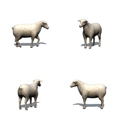 Set of sheep with shadow on the floor - isolated on white background