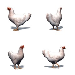 Set of white chicken with shadow on the floor - isolated on white background