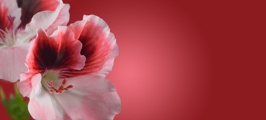 image of beautiful flowers on a red background