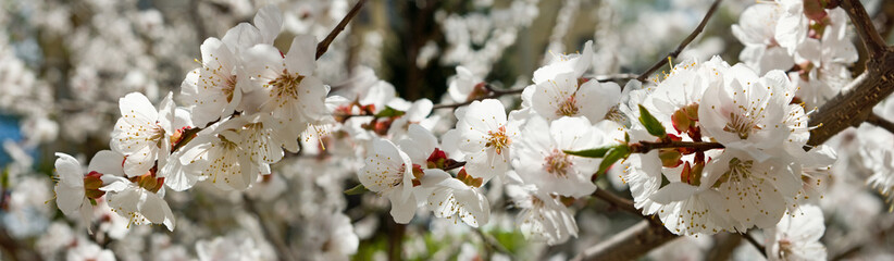 image of a blossoming tree against the sky
