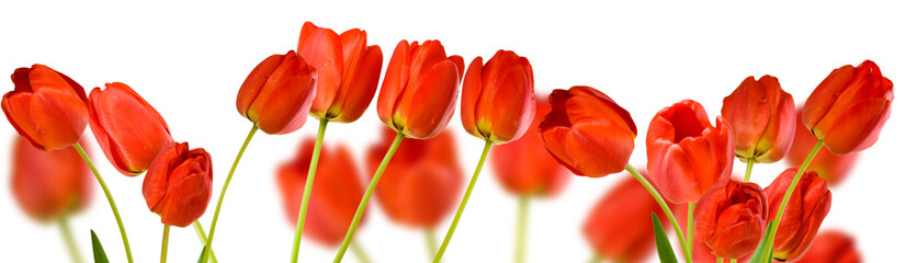 isolated image of tulips flowers close up