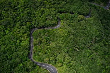 Serpentine road almost fully covered by jungle