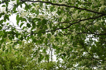 Cornus controversa blossoms in full bloom