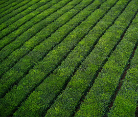 Tea growing in Mauritius