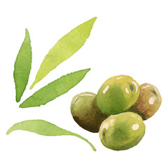 Fresh olives healthy food. Watercolor background illustration set. Isolated olive illustration element.