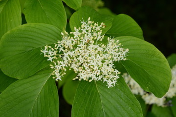 Cornus controversa blossoms in full bloom