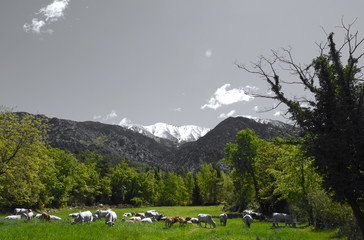 Vaches et Pic du Canigou