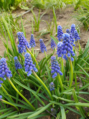 Fototapeta premium Small blue Muscari flowers on a background of green grass.