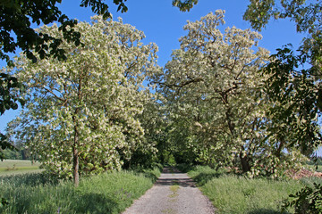 Fototapeta premium Weg mit blühenden Robinien