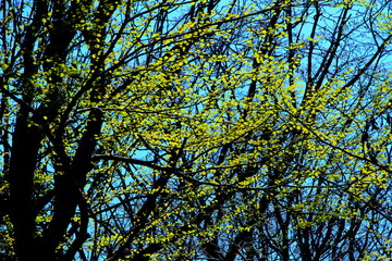 札幌の公園の木々の芽吹く風景