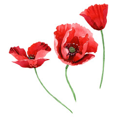 Red poppy floral botanical flowers. Watercolor background illustration set. Isolated poppies illustration element. - obrazy, fototapety, plakaty