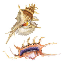 Summer beach seashell tropical elements. Watercolor background set. Isolated sea shell illustration element.