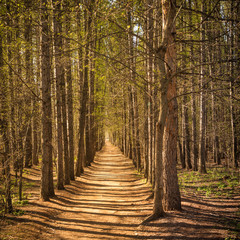 Beautiful woodland landscape - trail in the spring forest on a sunny day