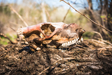 Dramatic scene - animal skull in the forest
