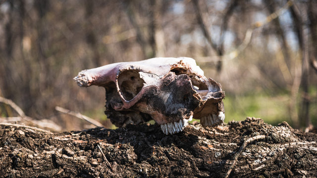 Dramatic scene - animal skull in the forest