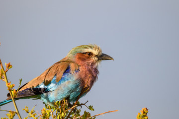 Wildlife  Gabelracke 