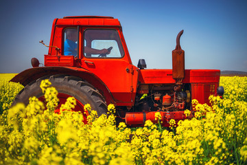 Working tractor on Sunrise over the rapeseed field, beautiful spring day.