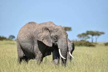 Fototapeta na wymiar Wildlife Elefant 