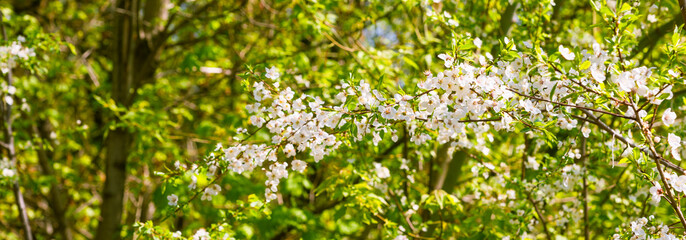 Fototapeta na wymiar A branch of blossoming cherry and a beautiful green bright background - spring, summer background