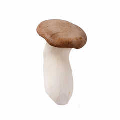 Pleurotus eryngii, king oyster mushroom, king trumpets. Fresh raw edible mushroom isolated on white.