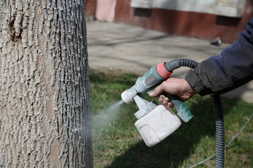 painting of trees with spray gun, protection against pests