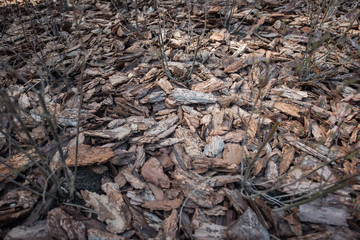 Clean, fresh, pine bark mulch beautifully illuminated by the sun.