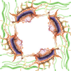 Summer beach seashell tropical elements. Watercolor background illustration set. Frame border ornament square.