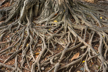 The roots of old huge tree on the ground.Thailand.