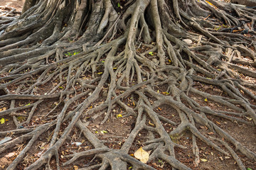 The roots of old huge tree on the ground.Thailand.