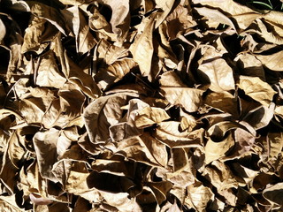 Dry  malabar leaves brown background