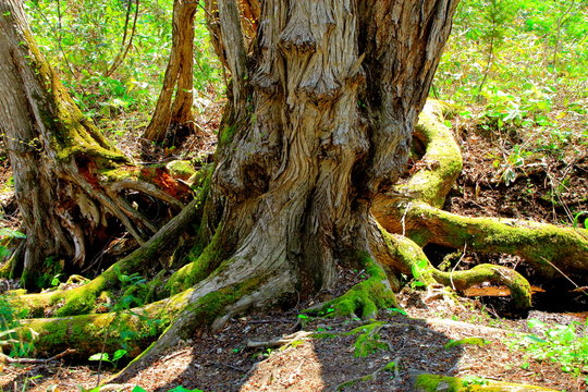 1 8 件の最適な 木の根元 画像 ストック写真 ベクター Adobe Stock