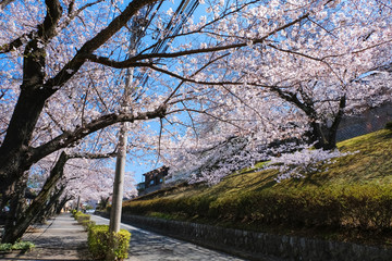聖蹟桜ヶ丘 住宅街と桜