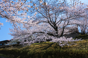 聖蹟桜ヶ丘 住宅街と桜