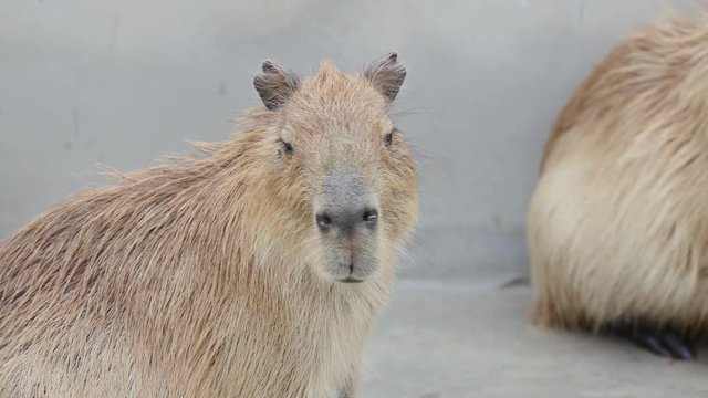 Close-up shot on capybara sitting on the floor and turn his head to the camera