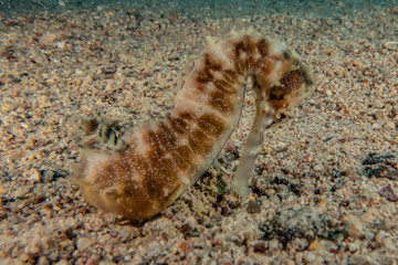 Sea ​​horse in the Red Sea Colorful and beautiful, Eilat Israel