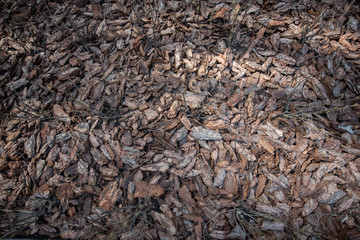 Clean, fresh, pine bark mulch beautifully illuminated by the sun.