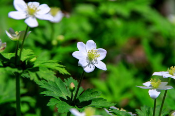 札幌、野幌森林公園の二リンソウ