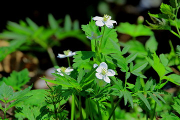 札幌、野幌森林公園の二リンソウ