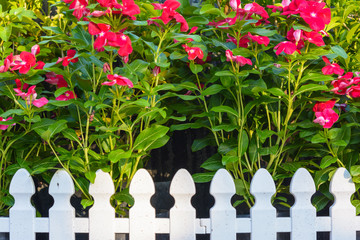 Flora background with white fence. Decor a garden with red flower