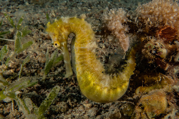 Sea ​​horse in the Red Sea Colorful and beautiful, Eilat Israel